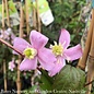 #1 Clematis montana var rubens/ Pink Anemone