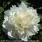 #1 Paeonia x Shirley Temple/ Dbl White w/ Blush Pink Center Peony