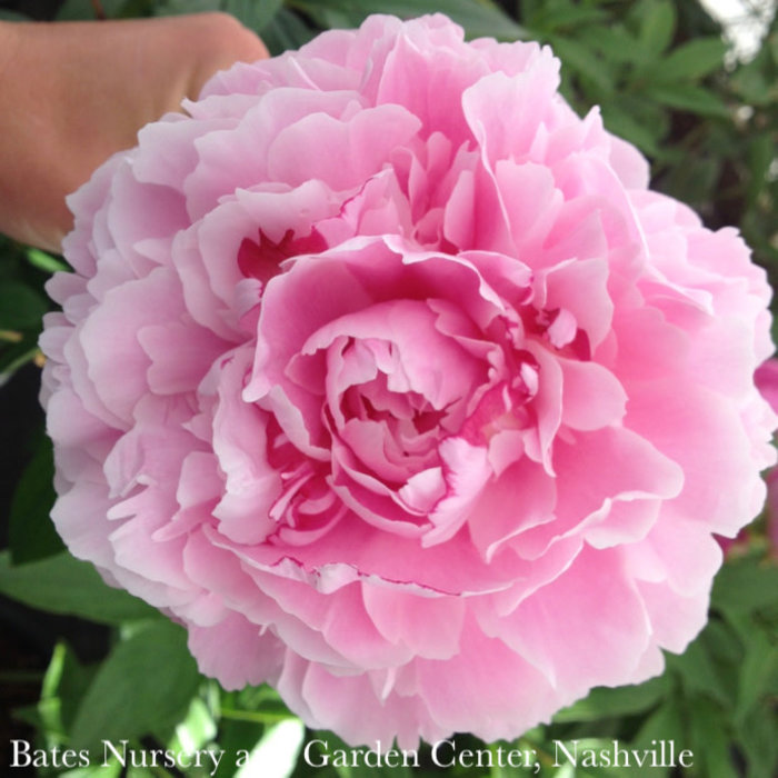 Double Pink Peony (Paeonia 'Double Pink') in Macomb, Michigan (MI) at Ray  Wiegand's Nursery