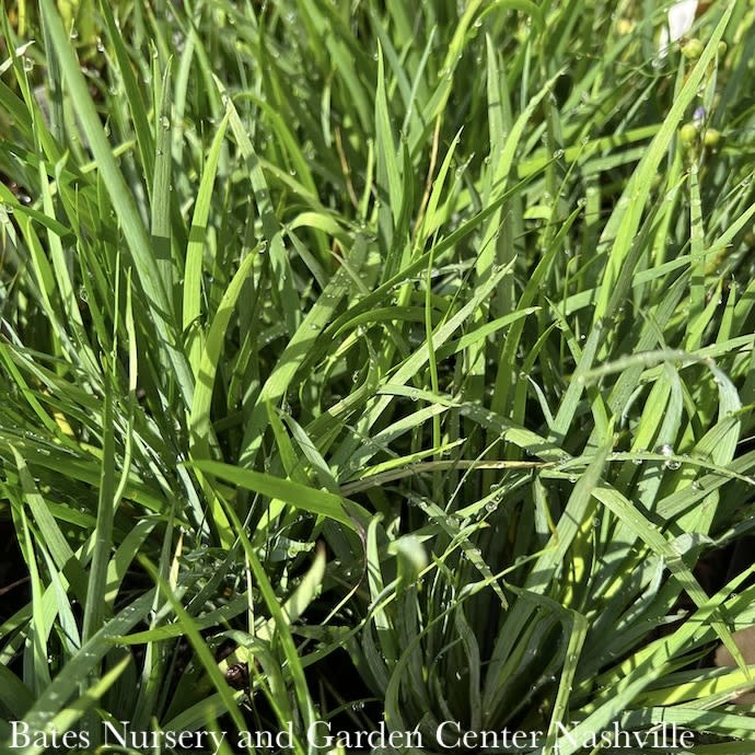 #1 Sisyrinchium idahoense var macounii Moody Blues/ Blue-Eyed Grass