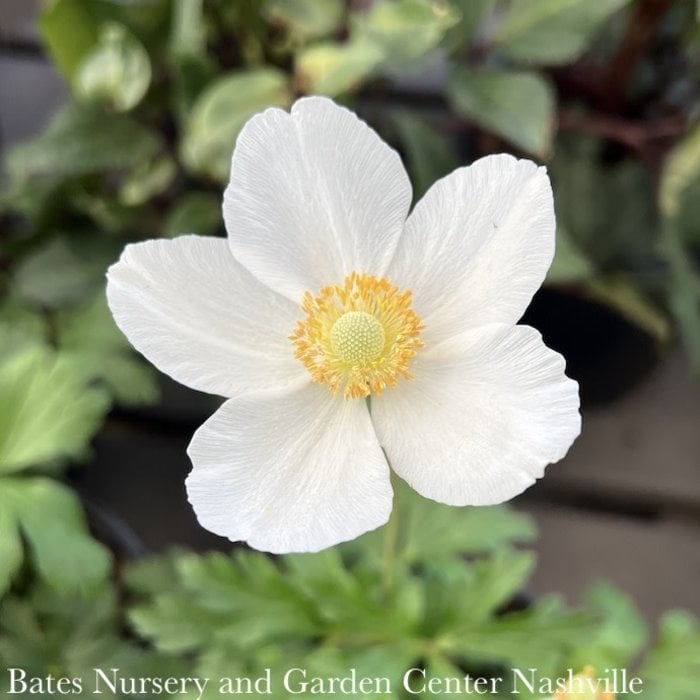 #1 Anemone sylvestris/ White Snowdrop Windflower
