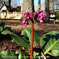 QP Bergenia cord Rotblum/ Heart-Leaf