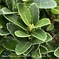 #1 Euonymus japonica Microphyllus/ Boxleaf Green