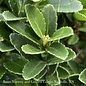 #2 Euonymus japonica 'Microphyllus'/ Boxleaf Green