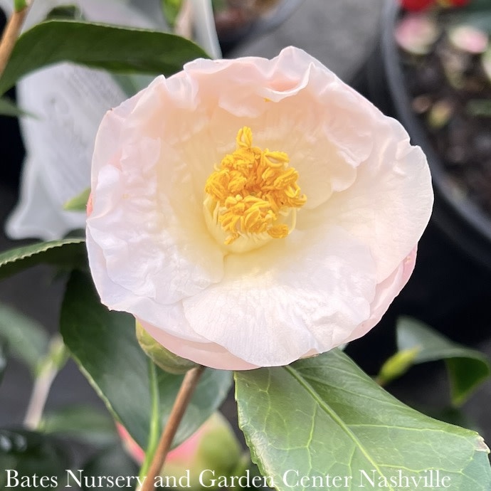 #3 Camellia japonica April Blush/ Light Pink - No Warranty