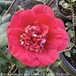 #7 Camellia japonica April Tryst/ Red - No Warranty