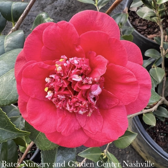 #3 Camellia japonica April Tryst/ Red - No Warranty