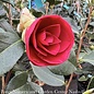 #7 Camellia x Arctic Rose/ Rose-red - No Warranty
