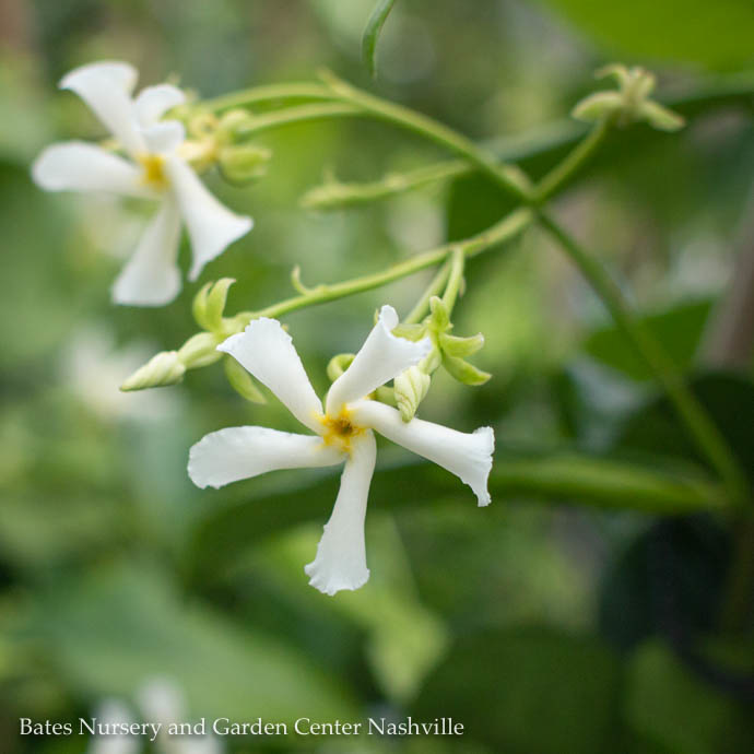Tropical #5 STK Trachelospermum jas Madison/ Star or Confederate Jasmine - No Warranty