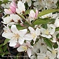 #5 Malus x (Hargozam) Harvest Gold/ White Flower, Yellow-fruit Crabapple