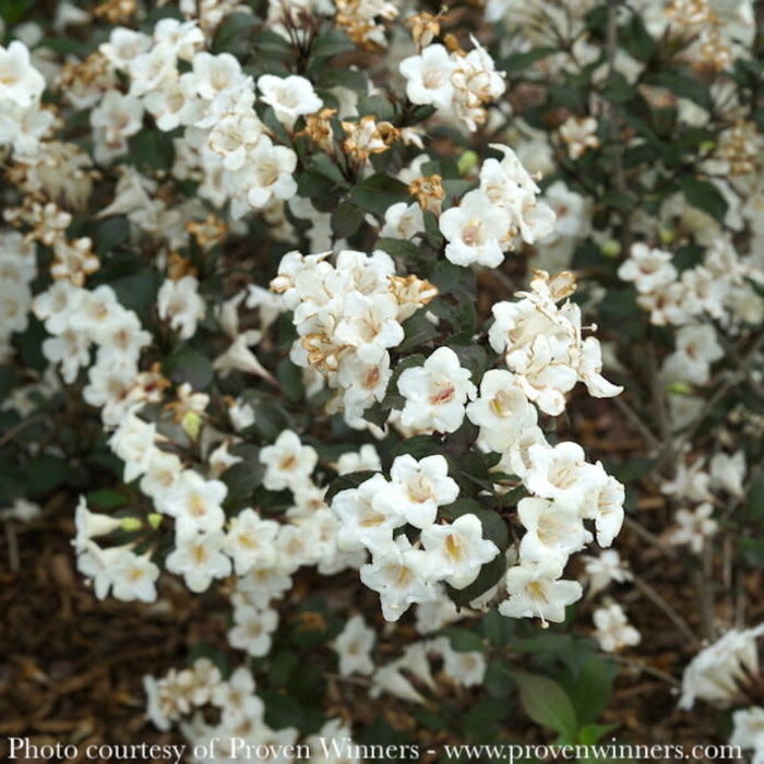 #3 Weigela fl PW Wine & Spirits/ White-green Flowers