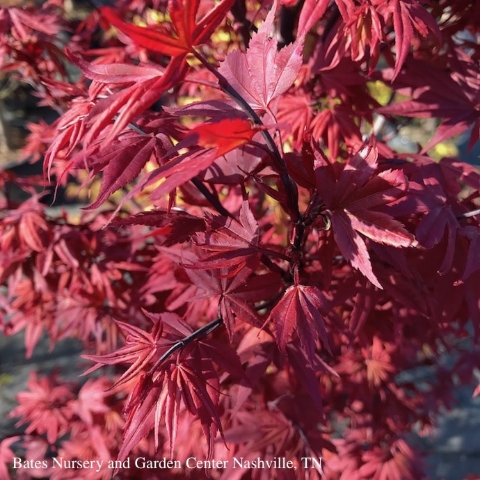 #20 Acer pal Twombly's Red Sentinel/ Upright Red Japanese Maple