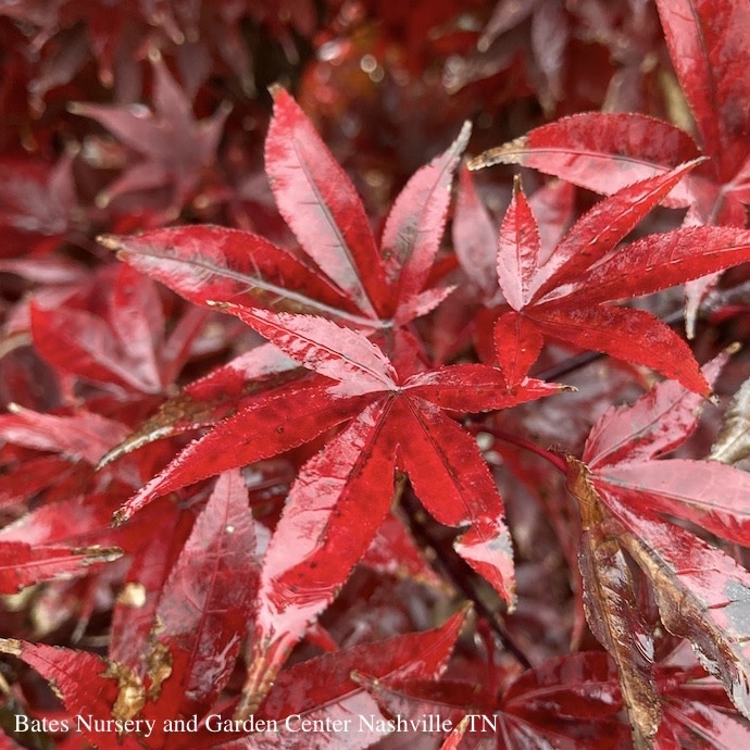 #5 Acer pal Twombly's Red Sentinel/ Upright Red Japanese Maple
