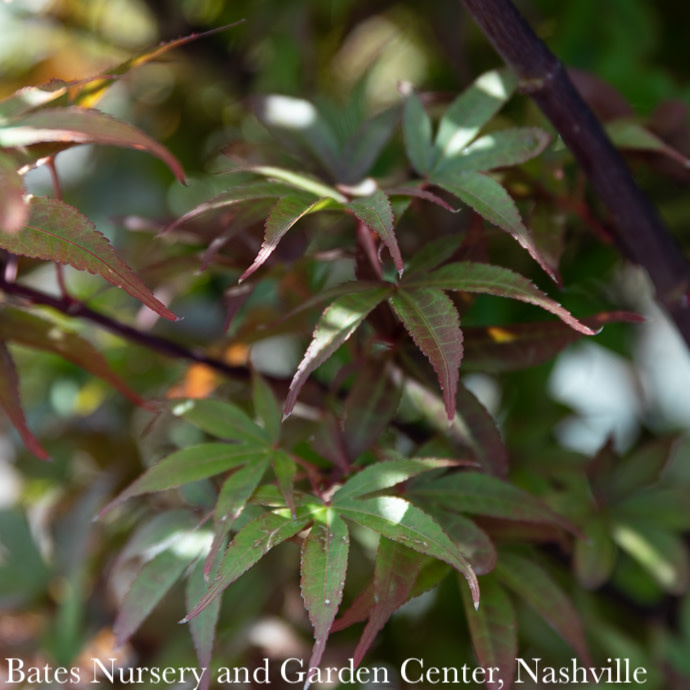 #5 Acer pal Twombly's Red Sentinel/ Upright Red Japanese Maple