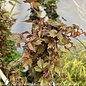 #1 Parthenocissus tri 'Veitchii'/ Boston Ivy
