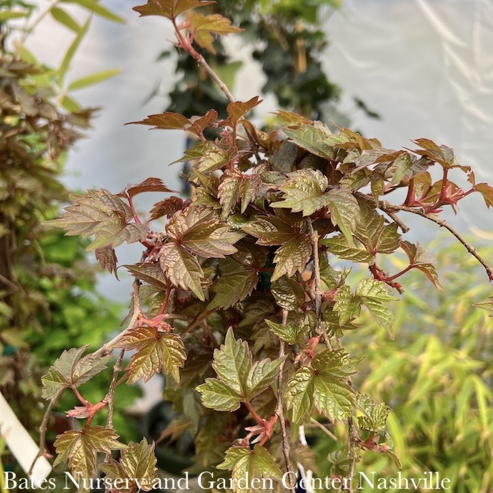 #5 Parthenocissus tri 'Veitchii'/ Boston Ivy