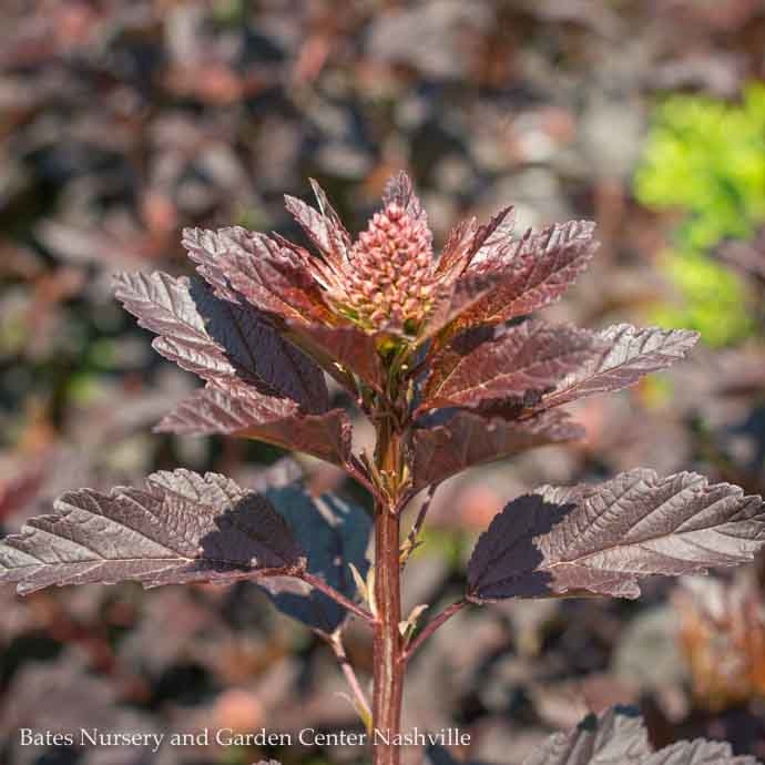 #5  Physocarpus opulifolius Diabolo/ Ninebark  Native (TN)