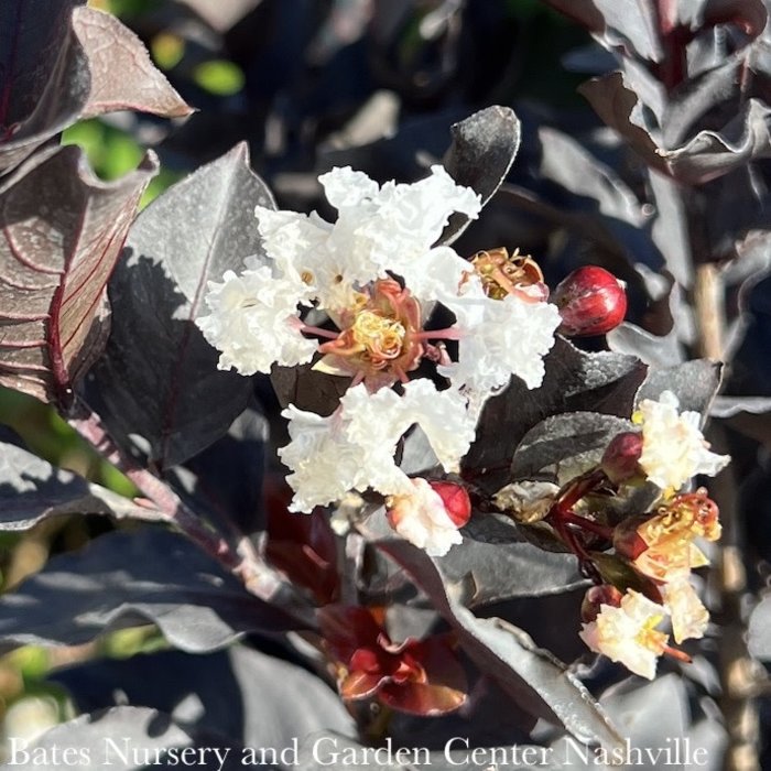 #3 Lagerstroemia Ebony & Ivory/ White Flowers, Dark Leaves Crape Myrtle