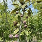 1.5" caliper Malus x Prairifire/ Dark Pink Crabapple