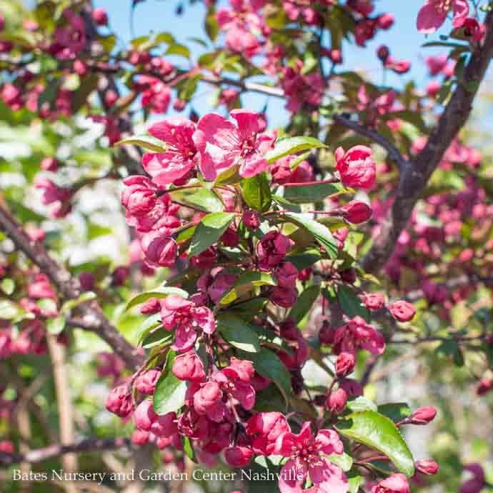 1.5" caliper Malus x Prairifire/ Dark Pink Crabapple