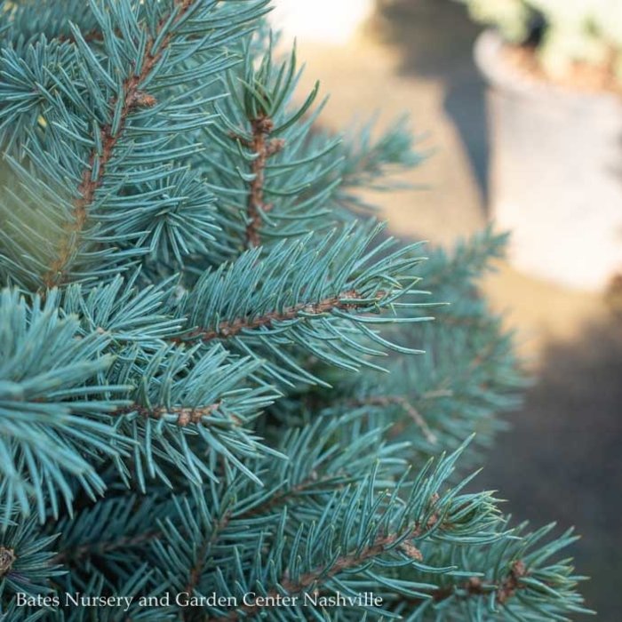 #2 Picea pun Baby Blue/ Dwarf Colorado Blue Spruce