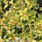 #3 Abelia x grand Twist Of Mango/ Variegated Gold Foliage