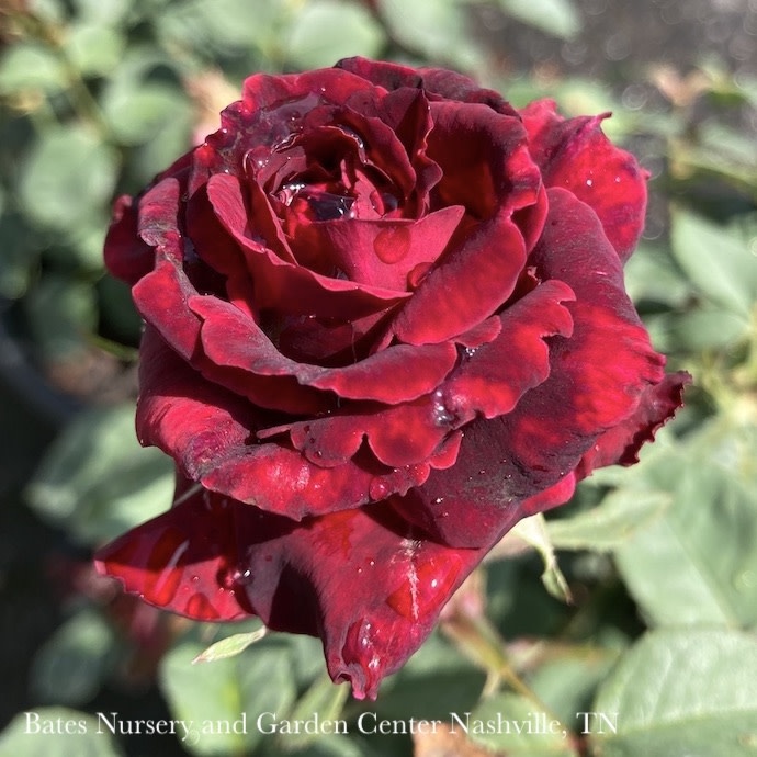 #2 Rosa x Brindabella 'Crimson Knight'/ Red Rose - No Warranty