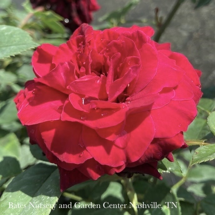 R60-Roses - Shrub #2 Rosa x Brindabella 'Crimson Knight'/ Red Rose - No ...