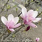 #7 Magnolia x soulangiana/ Deciduous Pink Saucer