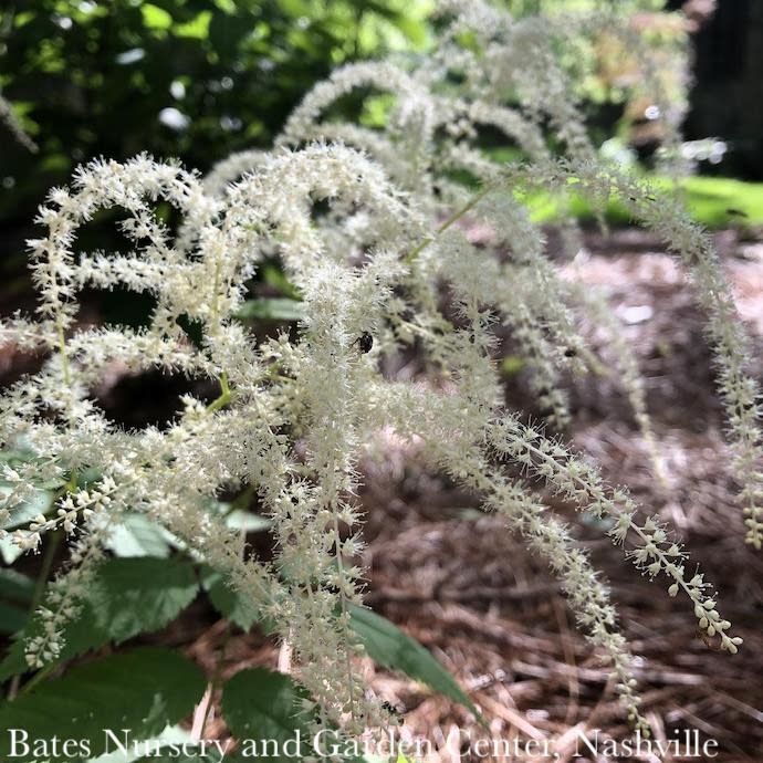 #1 Aruncus dioicus AB/ Goats Beard Native (TN)