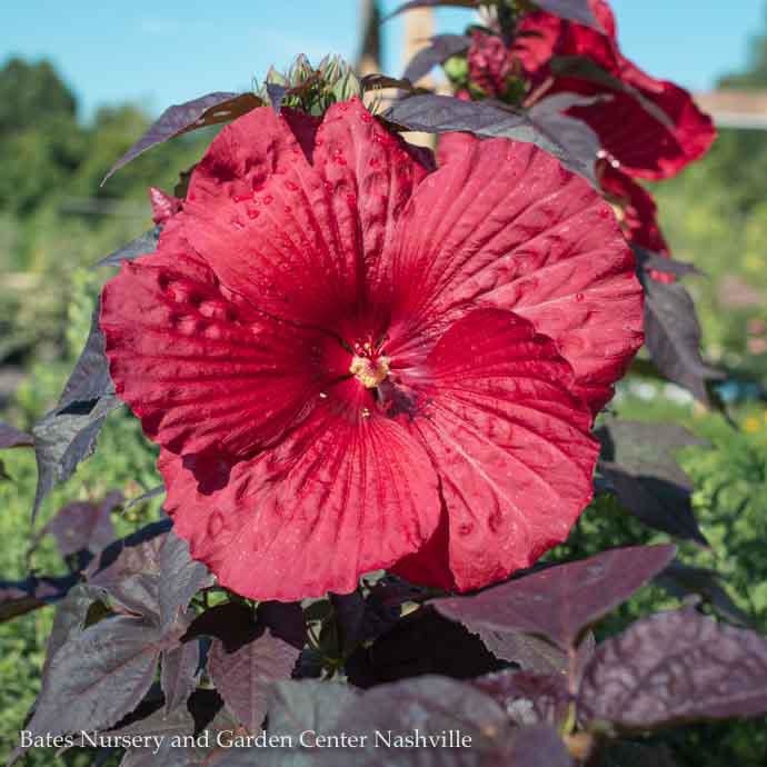#3 Hibiscus x PW Holy Grail/Deep Scarlet Red Hardy