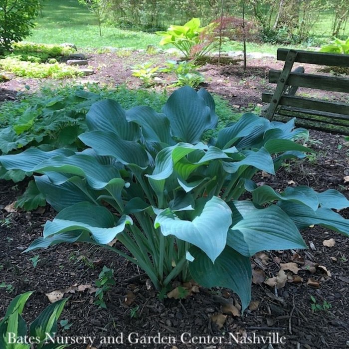 #1 Hosta Krossa Regal/Frosty Blue