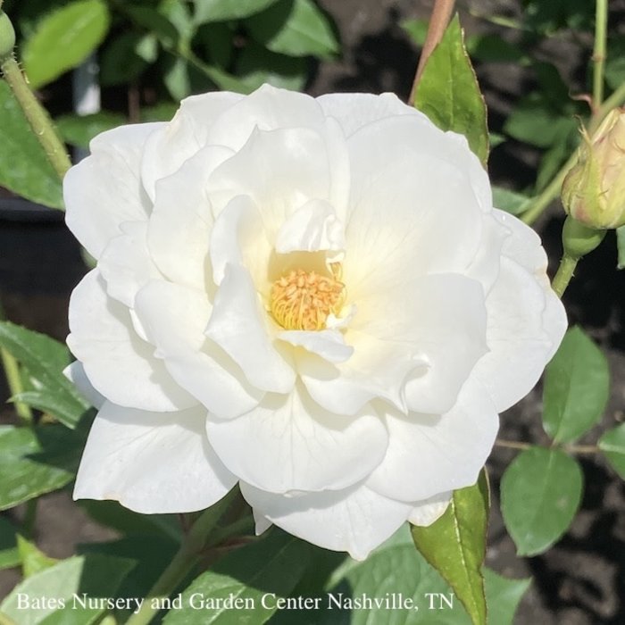 #3 Rosa Iceberg/ White Floribunda Rose - No Warranty