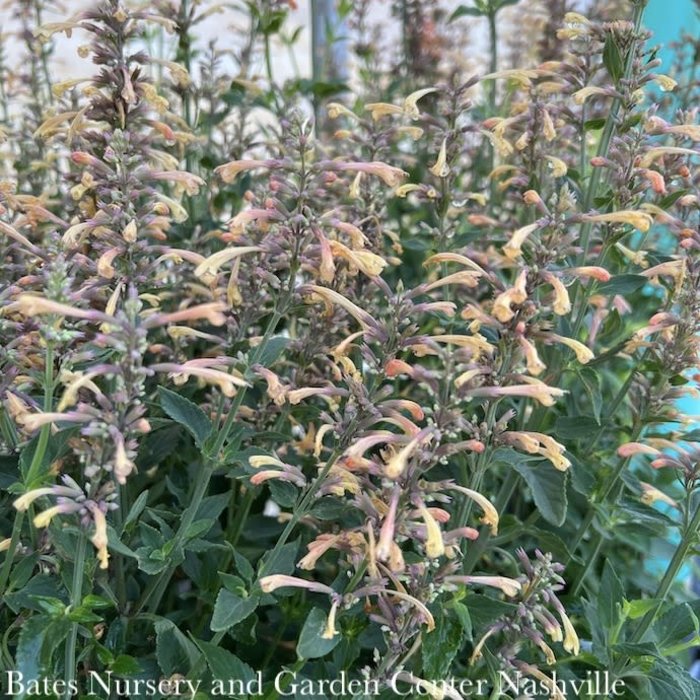 #1 Agastache x PW Meant to Bee 'Queen Nectarine'/ Anise Hyssop