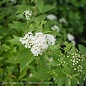 #1 Spiraea japonica Yeti/ White Flowers