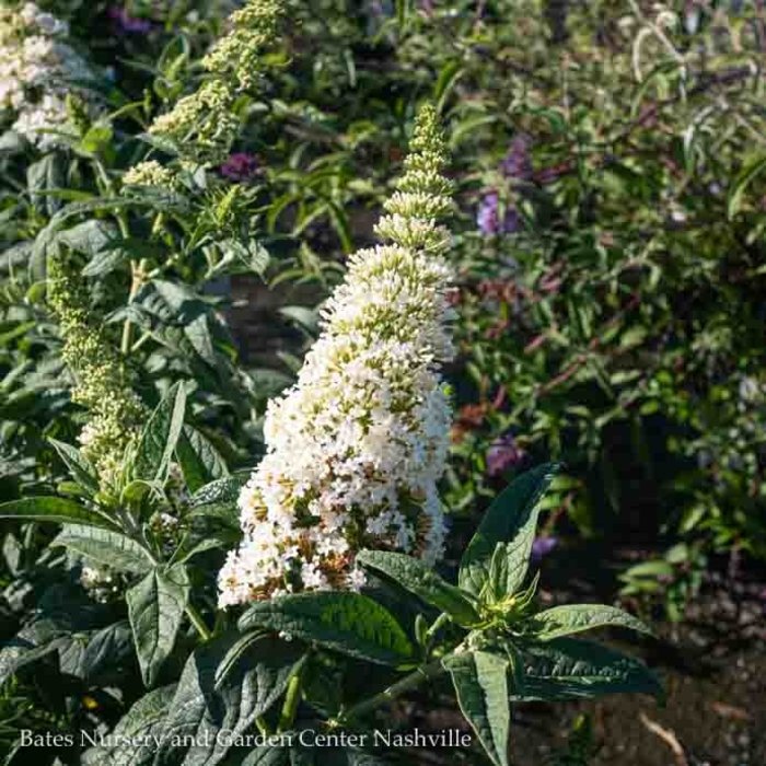 #2 Buddleia x PW Pugster White/ Dwarf Butterfly Bush