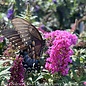#3 Buddleia x PW Pugster PINKER/ Dwarf Butterfly Bush