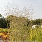 #3 Grass Panicum virg Prairie Sky/ Switch Native (TN)