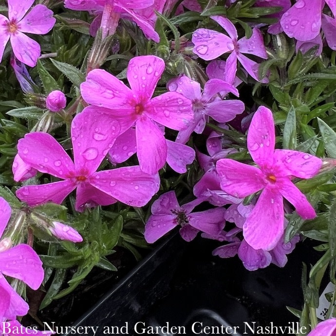 P60Phlox Sun 1 Phlox sub Drummond's Pink/ Creeping Native (TN