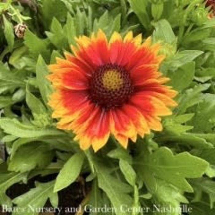 #1 Gaillardia Mesa Bright Bicolor/ Blanket Flower