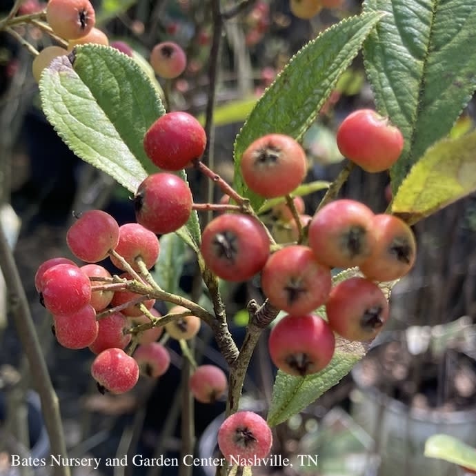 #7 Aronia arbutifolia Brilliantissima/ Red Chokeberry Native (TN)