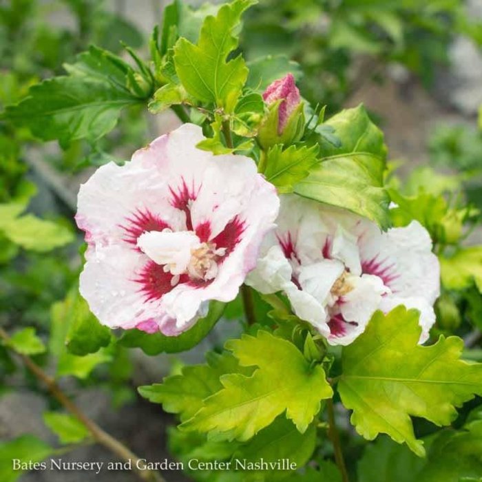 #3 Hibiscus syr Helene/Rose of Sharon/Althea