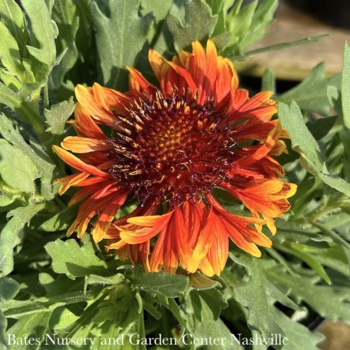 #1 Gaillardia aristata SpinTop Copper Sun/ Blanket Flower