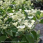 Topiary #5 PT Hydrangea pan PW Quick Fire/ Panicle White to Pink Patio Tree