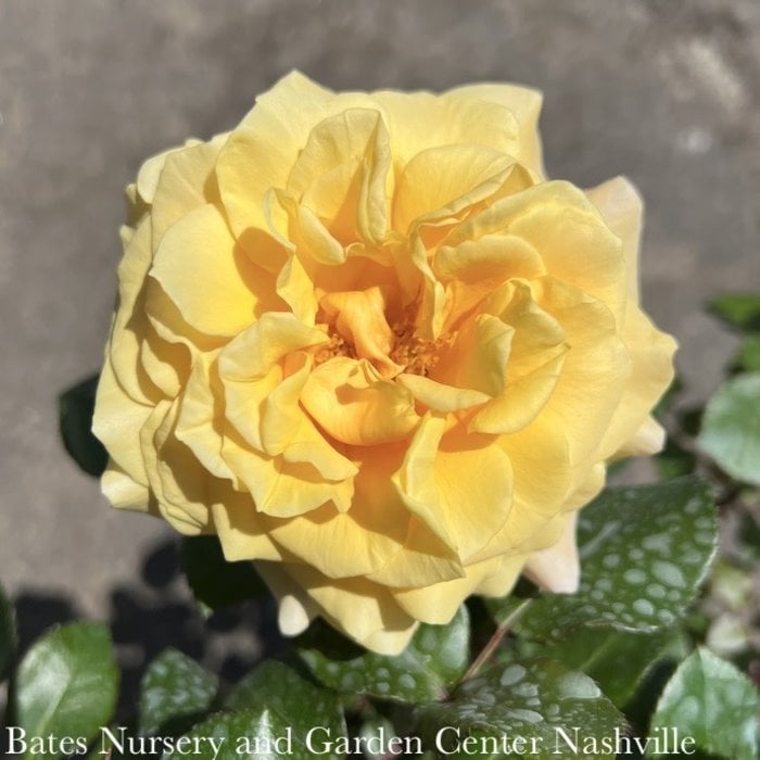 #3 Rosa Morning Glow/ Yellow and Pink Floribunda Rose - No Warranty