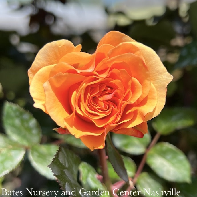 #3 Rosa Morning Glow/ Yellow and Pink Floribunda Rose - No Warranty