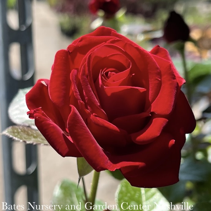 #3 Rosa Drop Dead Red/ Floribunda Rose - No Warranty