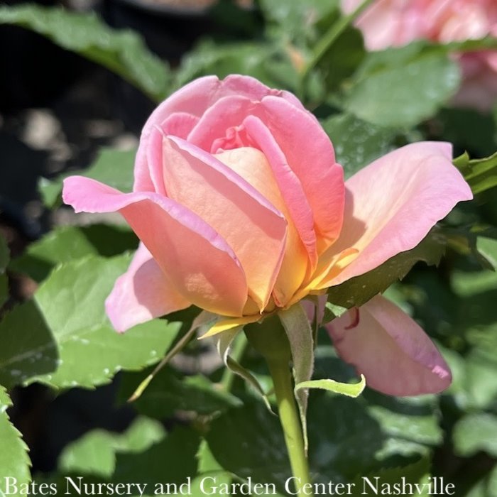 #3 Rosa Tiffany/ Pink Hybrid Tea Rose - No Warranty