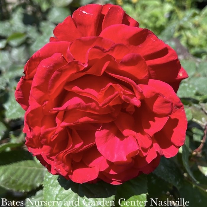 #3 Rosa Legends/ Red Hybrid Tea Rose - No Warranty