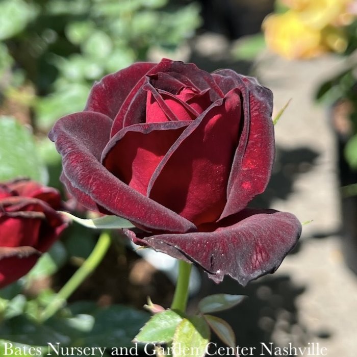 #3 Rosa Ink Spots/ Red Hybrid Tea Rose - No Warranty